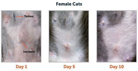 after a female cat is spayed