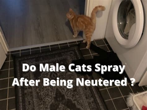 can a cat still spray after being spayed