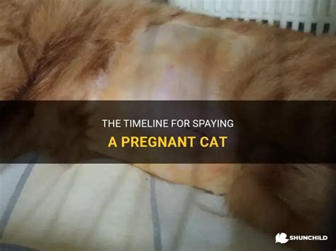 can a pregnant cat be spayed