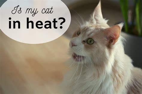 can a spayed cat still go into heat