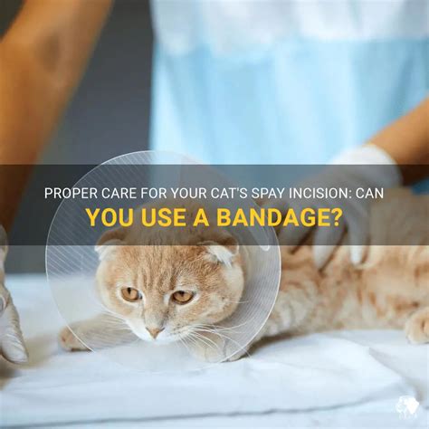 can i put a bandage on my cats spay incision