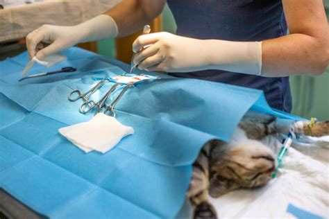 cheapest place to get a cat spayed