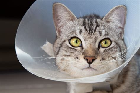 do cats have to wear a cone after being spayed