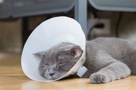 do cats need a cone after spaying