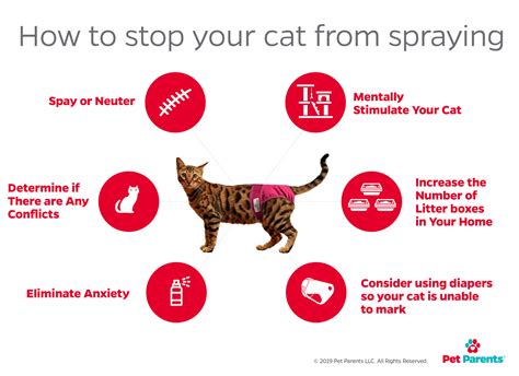 does spaying a cat stop spraying