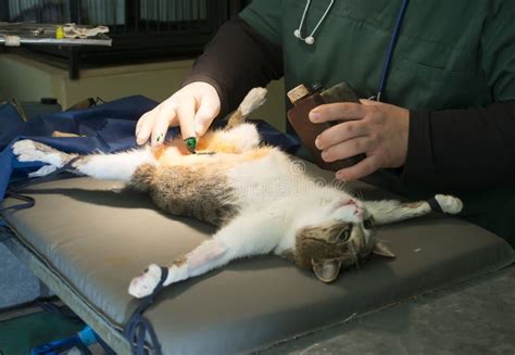 how long does a spay surgery take for a cat