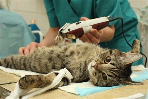 how much does spaying a cat cost