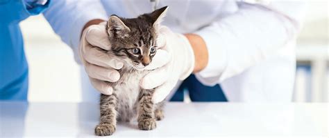 how old should a cat be spayed