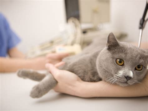 how soon can a cat be spayed