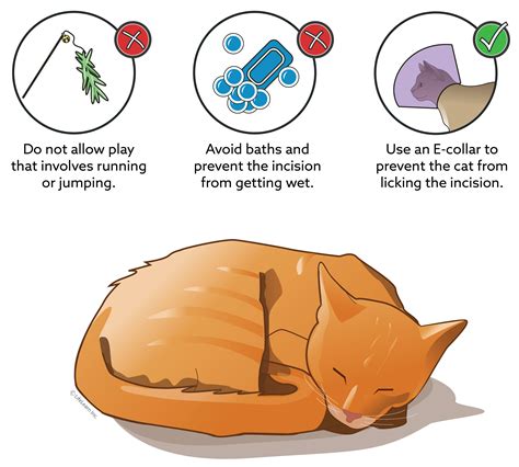 how to take care of a cat after spay