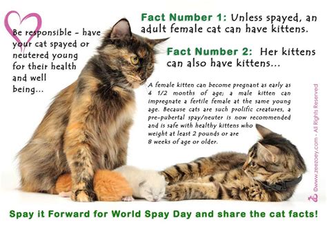 how young can you spay or neuter a cat