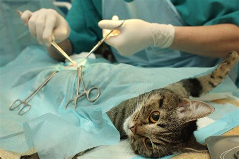 is spaying a cat safe