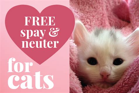 places to spay a cat for free