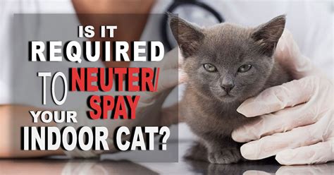 places to spay a cat near me