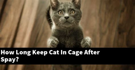 should i keep my cat in a cage after spaying