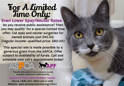 spay a cat for free