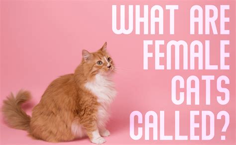 what is a spayed female cat called